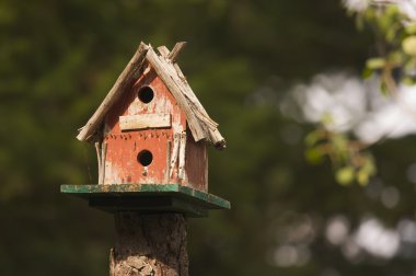 çam ağaçları arasında rustik kuş yuvası