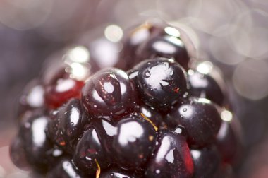 Macro Blackberry with Water Drops clipart