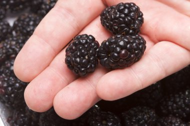 Hand Holding Blackberries clipart