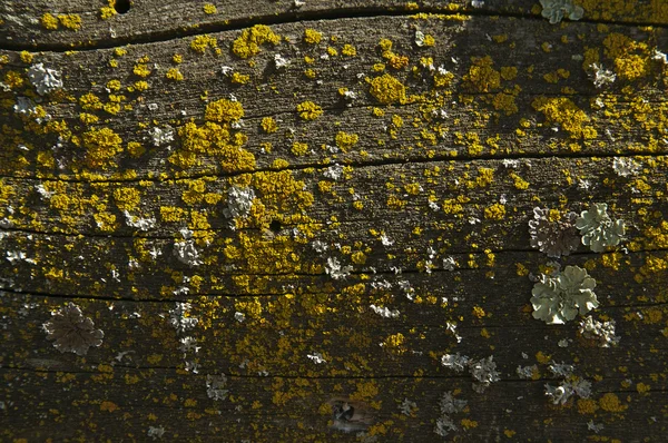 stock image Close-up of wood log with bright fungus growth.