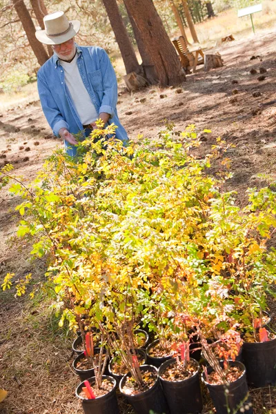 Homem Senior Atraente com Vista para Plantas Potted — Fotografia de Stock