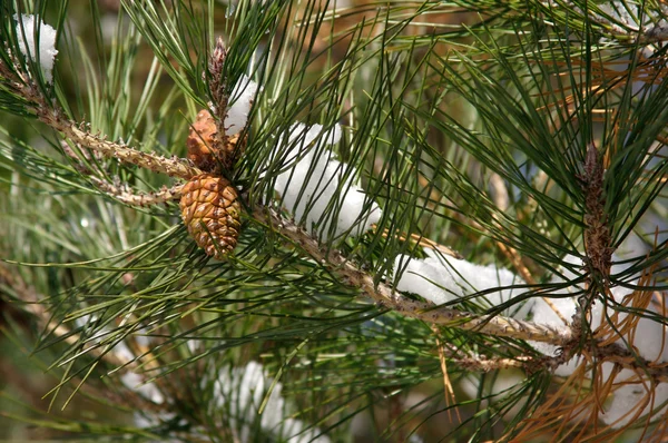 Snowy Branch with Pine Cones — Stock Photo, Image