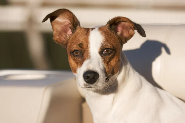 Adorable jack portrait de russell terrier — Photo