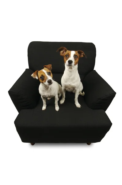 Two Jack Russell Terriers on Chair — Zdjęcie stockowe