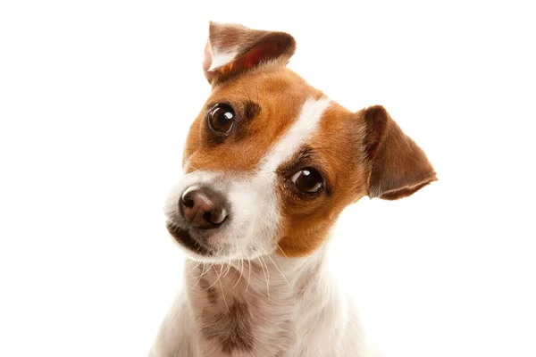 Çok güzel jack russell terrier portre — Stok fotoğraf