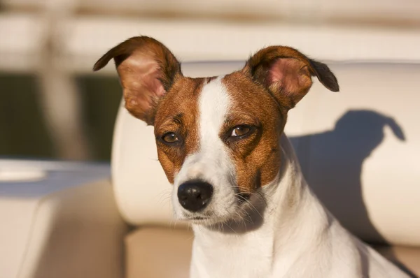 Adorable jack portrait de russell terrier — Photo