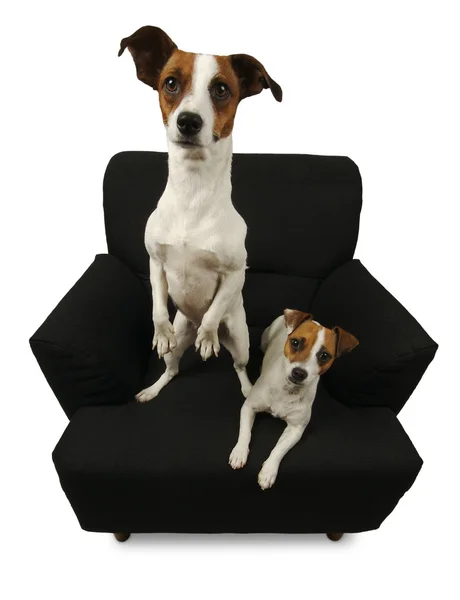 Två jack russell terrier på stol — Stockfoto