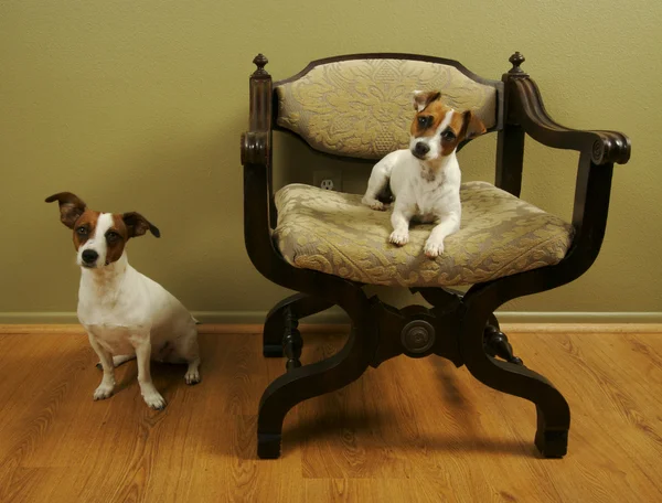 Två jack russell terrier poserar — Stockfoto