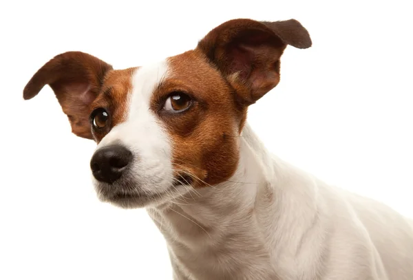 Adorable Jack Russell Terrier Retrato — Foto de Stock