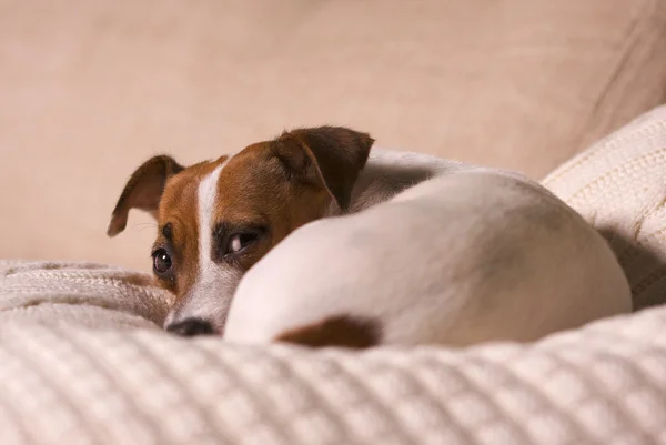 Bedårande jack russell terrier porträtt — Stockfoto