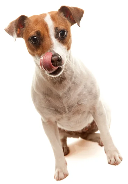 Jack Russell Terrier Lamiendo labios — Foto de Stock