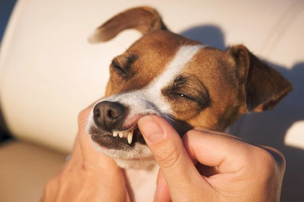 Проверка зубов Джека Рассела Терьера — стоковое фото