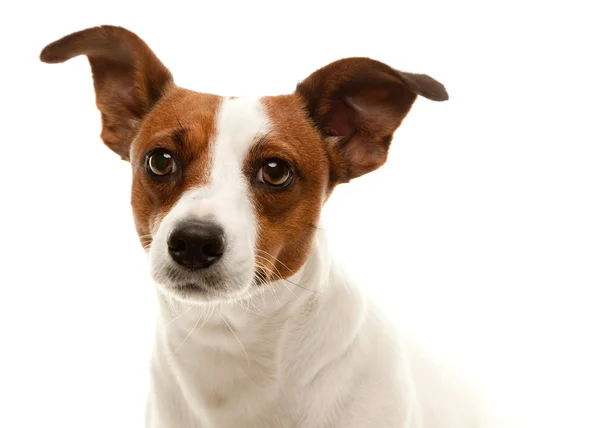 Adorable Jack Russell Terrier Retrato — Foto de Stock