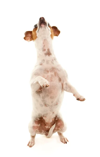 Adorabile Jack Russell Terrier — Foto Stock