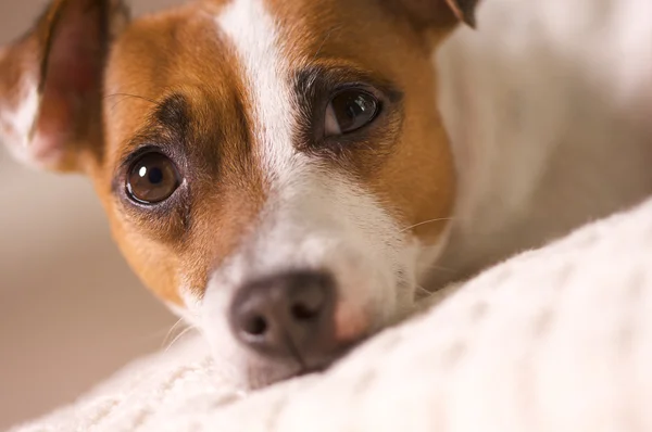 Bedårande jack russell terrier porträtt — Stockfoto