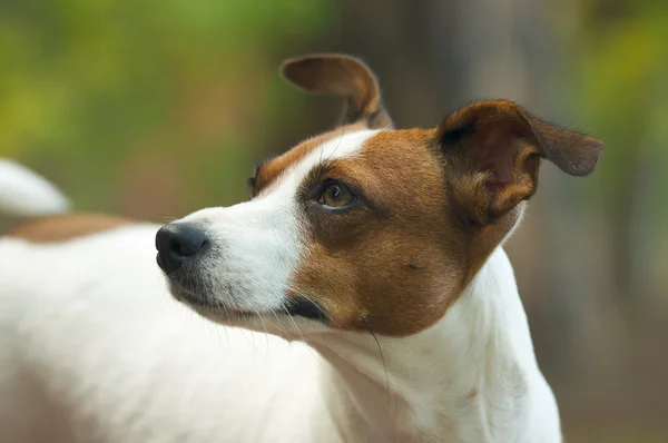 Adorabile Jack Russell Terrier Ritratto — Foto Stock