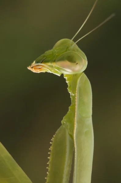 Praying Mantis — Stock Photo, Image