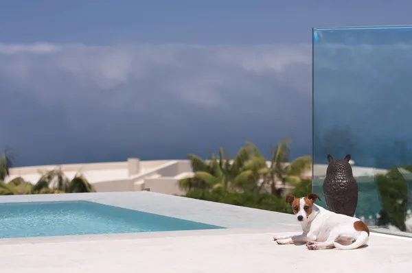 Jack Russell beobachtet entgegenkommenden Sturm vom Pool aus — Stockfoto