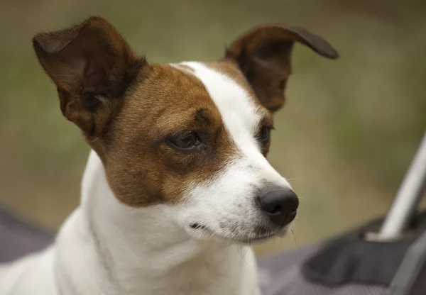 Adorável Jack Russell Terrier Retrato — Fotografia de Stock