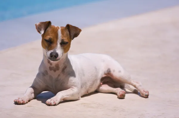 Jack Russell Terrier tankt die Sonne — Stockfoto