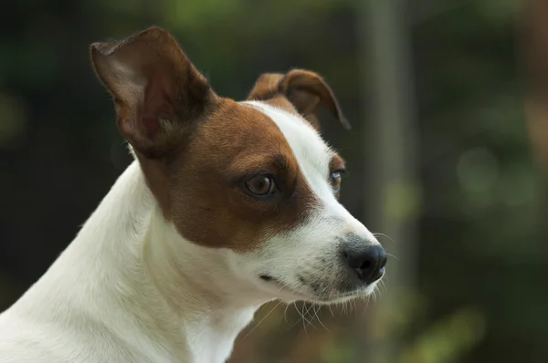 Портрет собаки Джек Рассел тер'єр — стокове фото