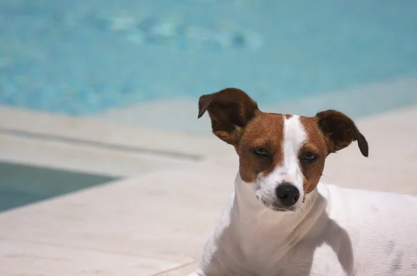 Jack Russell Terrier absorvendo o sol — Fotografia de Stock