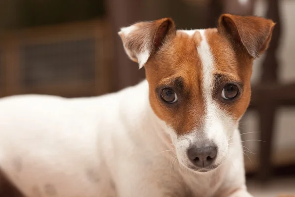 ジャック ラッセル テリアの子犬の肖像画 — ストック写真