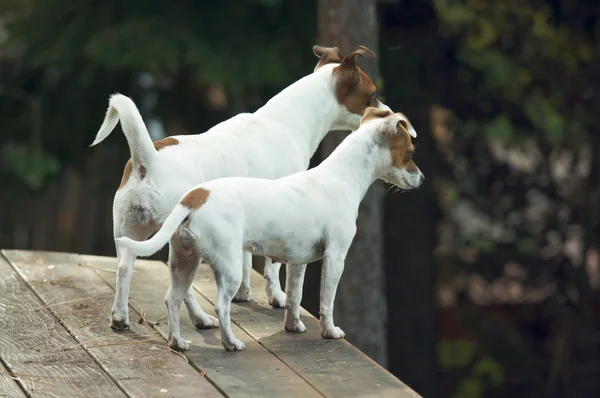 Alerta Majestoso Jack Russell Terrier Dogs — Fotografia de Stock
