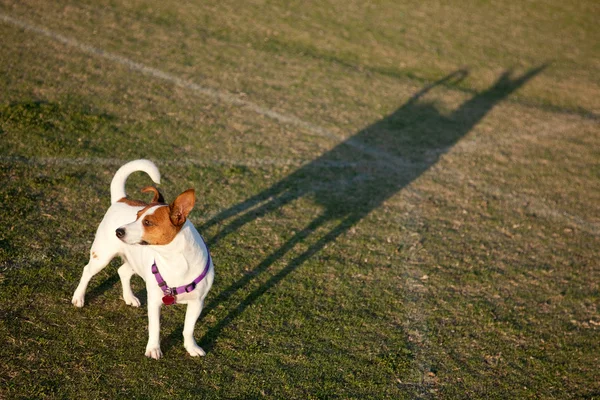 杰克 · 鲁塞尔公园里的小狗 — 图库照片