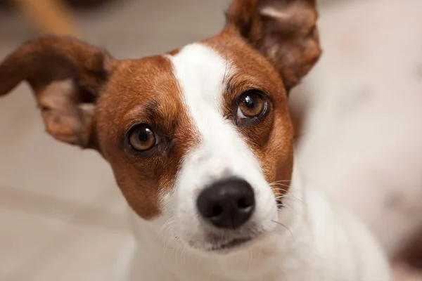 Jack Russell Terrier Welpenporträt mit schmalem — Stockfoto