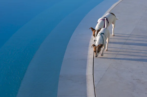 Hundestaffel am Pool — Stockfoto