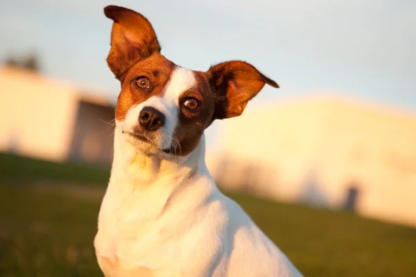 Jack Russell Terrier im Park — Stockfoto