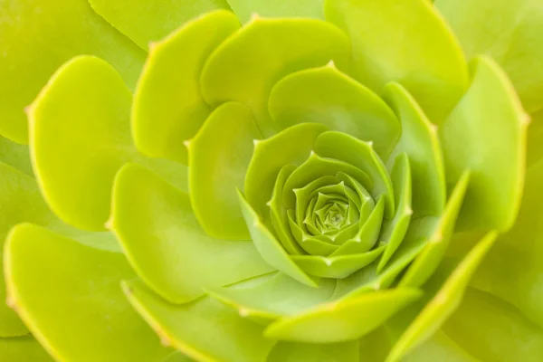 stock image Beautiful Green Succulent Cactus Blossom