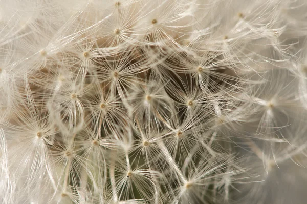 Kwiat makro mniszek — Zdjęcie stockowe