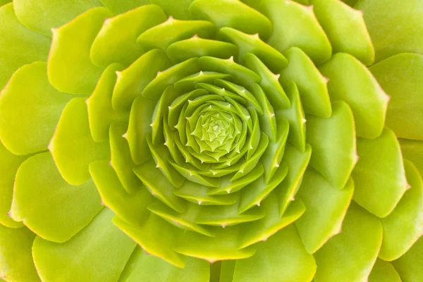 Güzel yeşil sulu kaktüs çiçeği — Stok fotoğraf