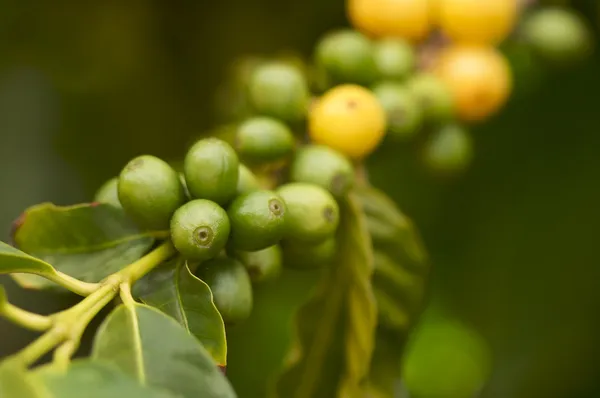 Granos de café en la rama —  Fotos de Stock