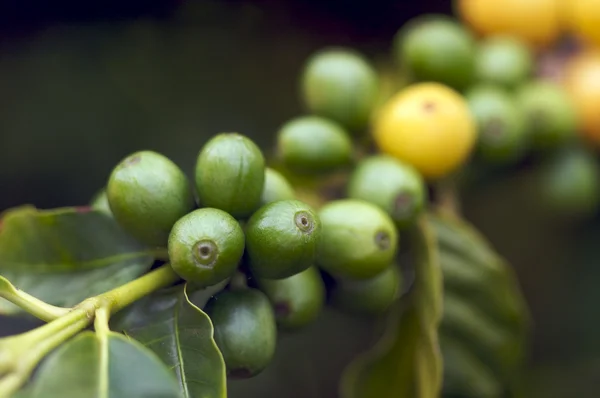 Granos de café en la sucursal en Kauai, Hawai —  Fotos de Stock