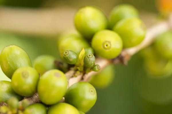 Granos de café en la rama —  Fotos de Stock