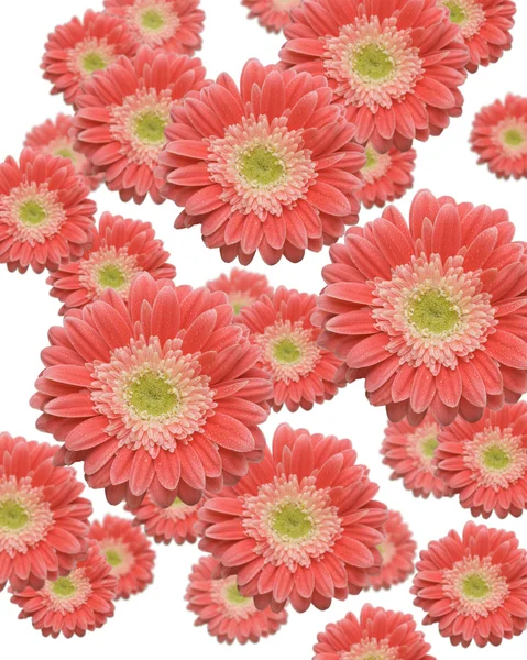Falling Gerber Daisies Background — Stock Photo, Image