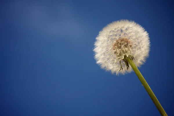 Löwenzahn vor tiefblauem Himmel — Stockfoto