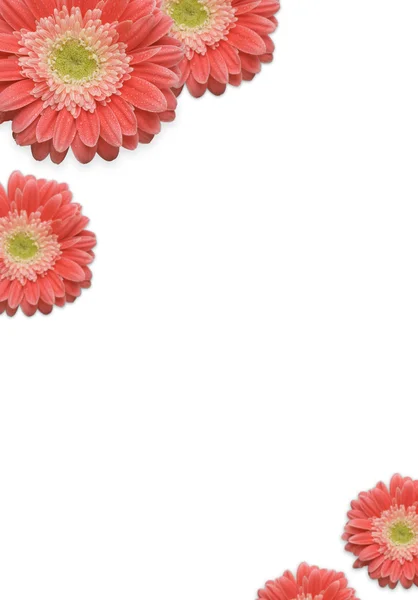 Falling Daisies Background — Stock Photo, Image