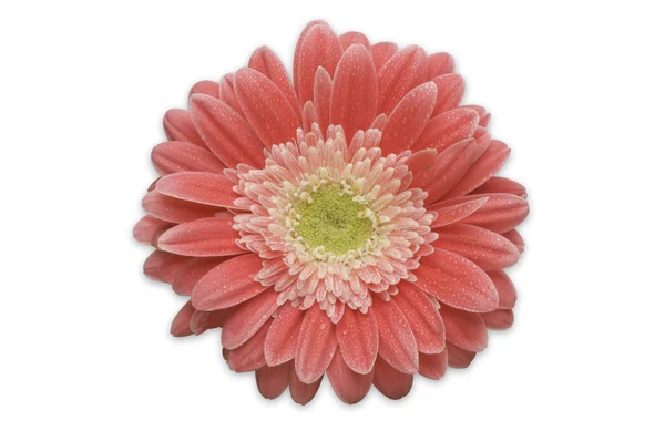 Růžová Gerbera sedmikrásky, samostatný — Stock fotografie