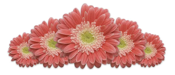 Gerber daisy řádek — Stock fotografie