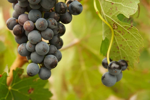 Виноград и виноградники — стоковое фото
