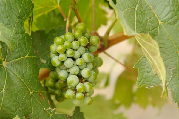 Grapes, Vines and Beautiful Leaves — Stock Photo, Image