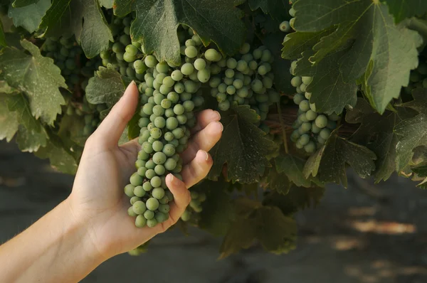 stock image Grapes & Vines