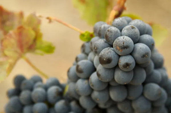 Druiven en wijnstokken — Stockfoto