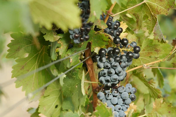 Winogron winorośli idealna — Zdjęcie stockowe
