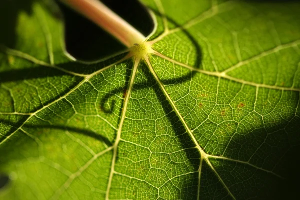 Bela folha de uva — Fotografia de Stock