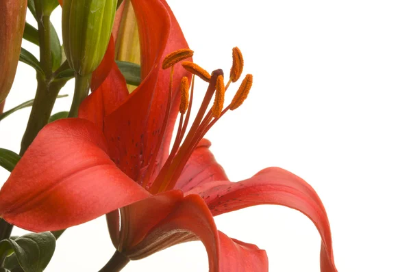 Vackra asiatic lily bloom — Stockfoto